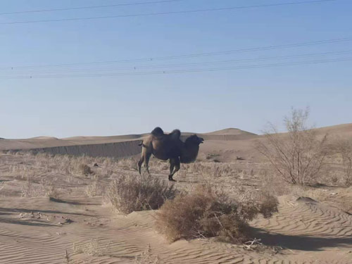 銀川景色1.jpg 銀川景色1.jpg