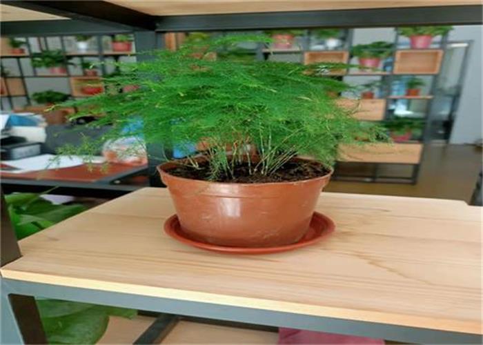 綠植.jpg 綠植.jpg